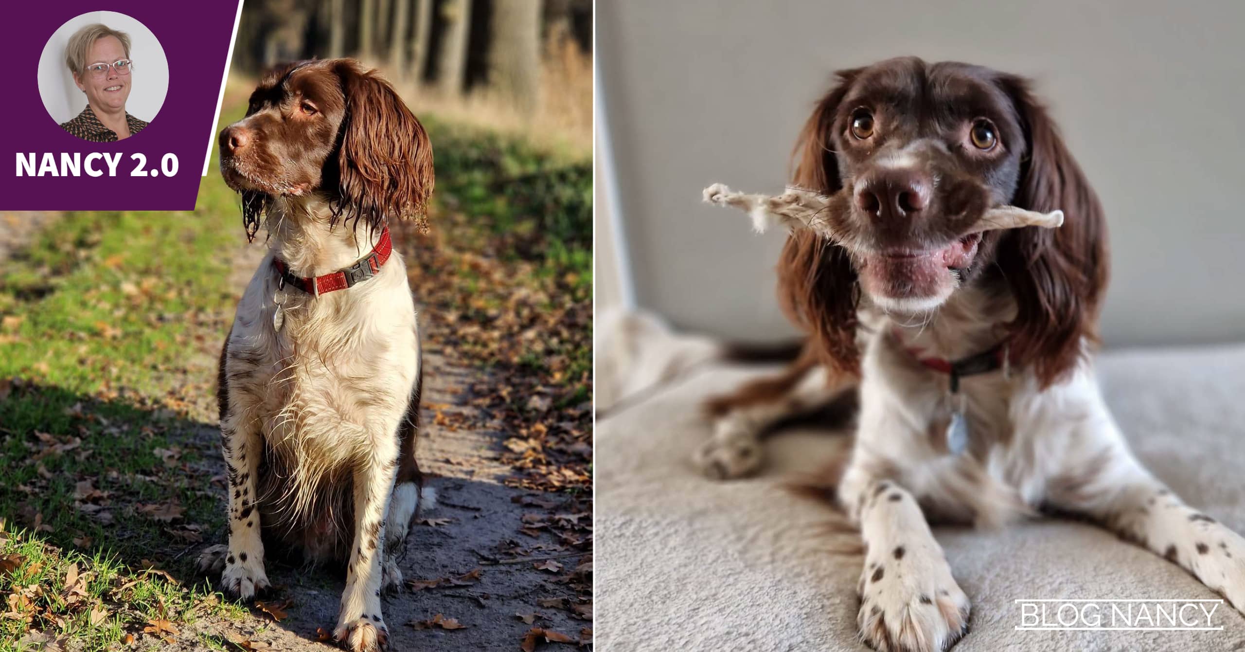 BLOG 38 Een stinkende hond